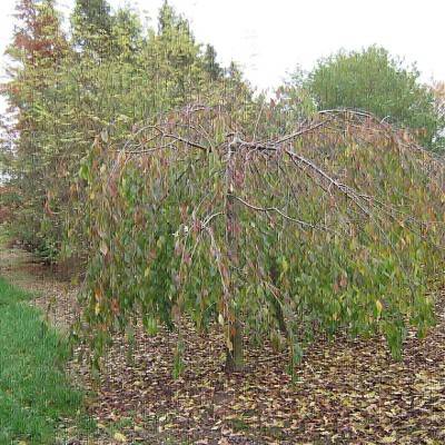 Prunus subhirtella 'Pendula Plena Rosea'